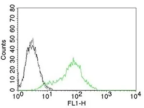 Ku70 + Ku80 Antibody - image 1