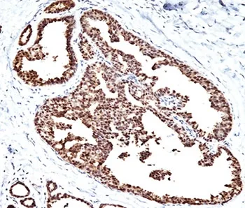 HSP60 Antibody - image 1