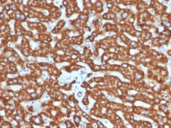 HSP60 Antibody - image 1