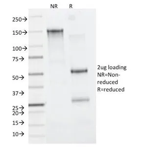 CD11b Antibody / MAC-1 - image 1