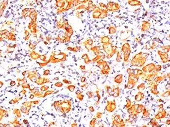 MUC1 Antibody / Mucin-1 - image 1