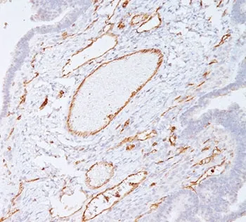 CD31 Antibody / PECAM-1 - image 1