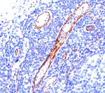 CD31 Antibody / PECAM-1 - image 1