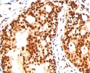 SUMO2/3 Antibody - image 1