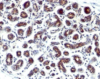 Estrogen Inducible Protein pS2 / TFF1 Antibody - image 1