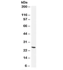 PGP9.5 / UchL1 Antibody - image 1