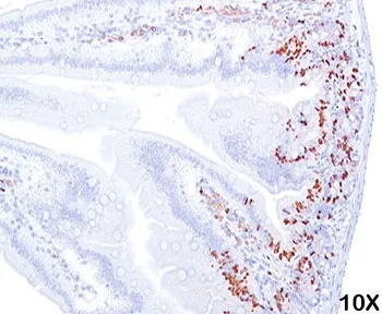 Bromodeoxyuridine / BrdU Antibody - image 1