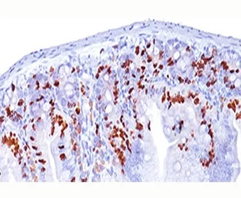 Bromodeoxyuridine / BrdU Antibody - image 1