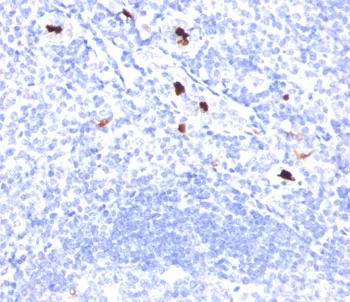 Myeloid Cell Marker Antibody - image 1