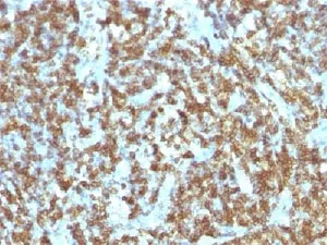 CD45RO Antibody (T-cell marker) - image 1