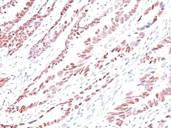 p57 Antibody / p57Kip2 - image 1