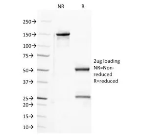 Semaphorin-4D Antibody / SEMA4D - image 1