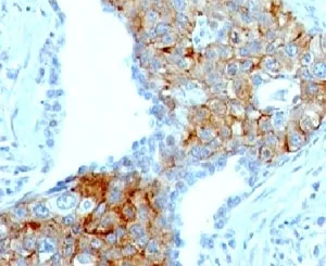 TRIM29 Antibody - image 1