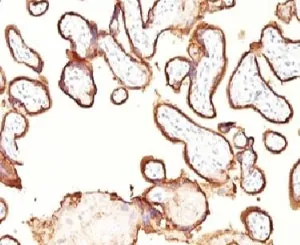 Placental Alkaline Phosphatase Antibody / ALPP - image 1