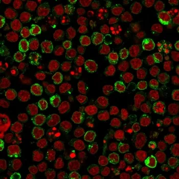 HLA-DRB1 Antibody (MHC II) - image 1