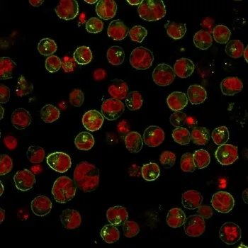 HLA-DRB1 Antibody (MHC II) - image 1