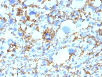 HLA-DRB1 Antibody (MHC II) - image 1