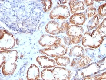 HSP60 Antibody - image 1