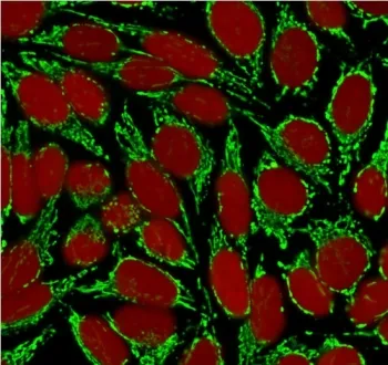 HSP60 Antibody - image 1