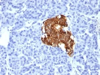 Insulin Antibody - image 1