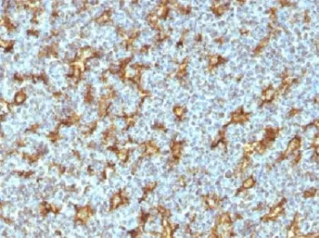 CD11c Antibody / ITGAX - image 1