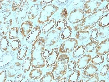 Laminin gamma 1 Antibody / LAMC1 - image 1