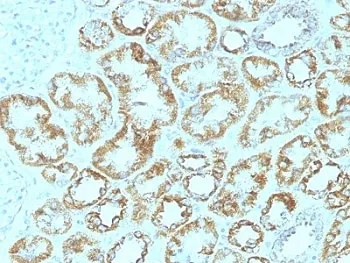Laminin gamma 1 Antibody / LAMC1 - image 1