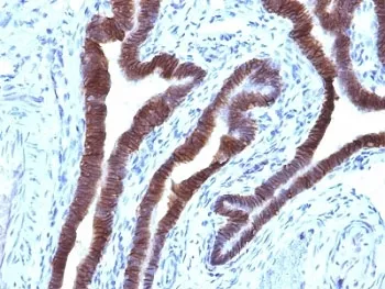 EpCAM Antibody / Cytoplasmic domain - image 1