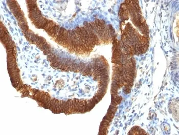 EpCAM Antibody - image 1