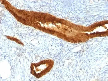 EpCAM Antibody - image 1
