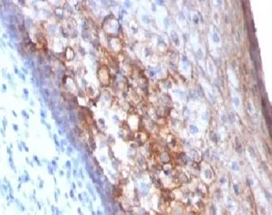CD146 Antibody / MCAM / MUC18 - image 1
