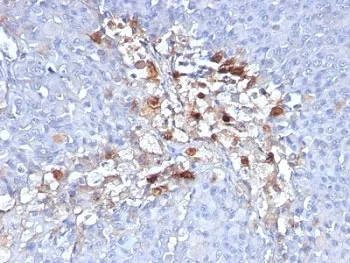CD146 Antibody / MCAM / MUC18 - image 1