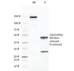 CD46 Antibody - image 1