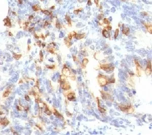 MUC2 Antibody / Mucin 2 - image 1