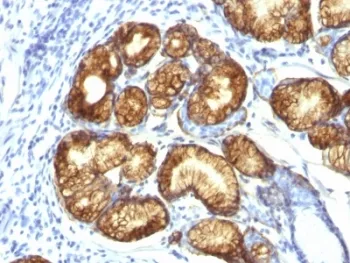 MUC6 Antibody / Gastric Mucin - image 1