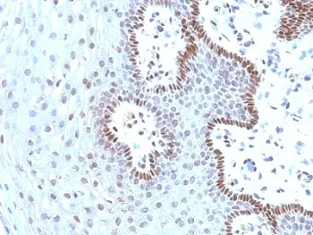 c-Myc Antibody - image 1