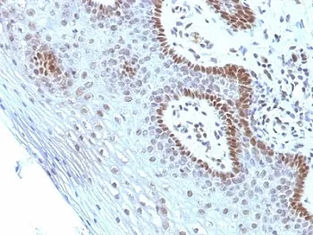 c-Myc Antibody - image 1