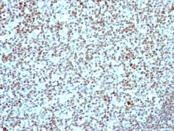 Nucleolin Antibody - image 1