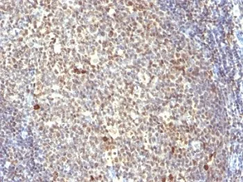 NuMA Antibody - image 1