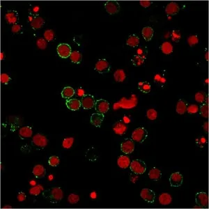 CD31 Antibody / PECAM-1 - image 1