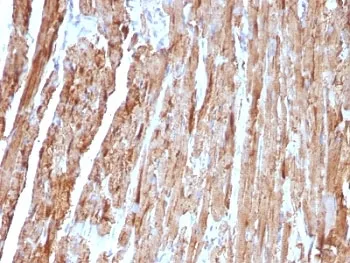 Cytochrome C Antibody - image 1