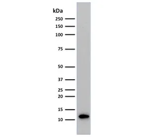 Beta-2 Microglobulin Antibody - image 1