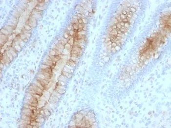 Beta-2 Microglobulin Antibody - image 1