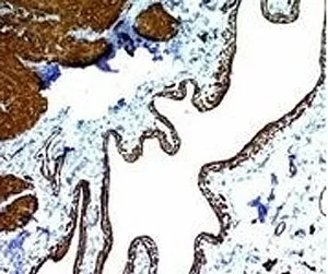 Alpha Actin Antibody / ACTA2 (smooth muscle) - image 1