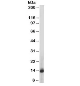 S100A9 Antibody / MRP14 / Calgranulin B / Calprotectin L1H - image 1