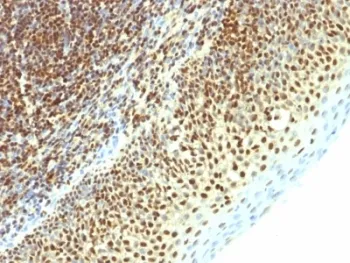 SUMO2 Antibody - image 1