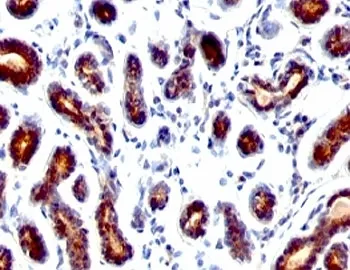 Estrogen Inducible Protein pS2 / TFF1 Antibody - image 1