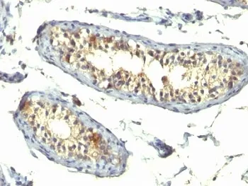 TGF alpha Antibody Cocktail - image 1