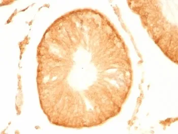 PGP9.5 / UchL1 Antibody - image 1