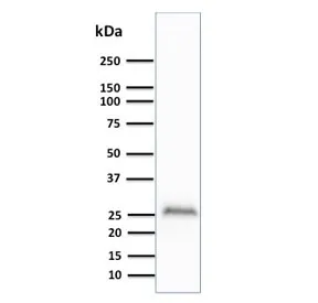 PGP9.5 / UchL1 Antibody - image 1